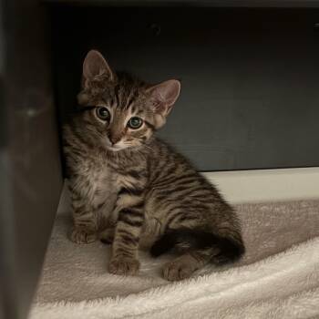George -  Domestic Short Hair Cat for Adoption in Ottawa, Ontario - George | PetCurious