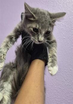 61538887 -  Domestic Short Hair Cat for Adoption in El Paso, Texas - 61538887 | PetCurious