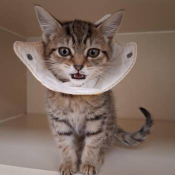 Sawyer -  Domestic Short Hair Cat for Adoption in Philadelphia, Pennsylvania - Sawyer | PetCurious