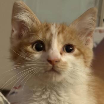 Sunflower -  Domestic Short Hair Cat for Adoption in Midland, Texas - Sunflower | PetCurious