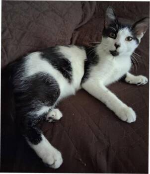 Prince - PSP Foster Home -  Domestic Short Hair Cat for Adoption in Oakland Park, Florida - Prince - PSP Foster Home | PetCurious