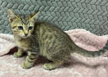 Buzz -  Domestic Short Hair Cat for Adoption in Lampasas, Texas - Buzz | PetCurious