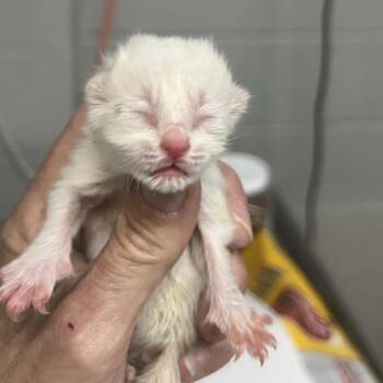 Guarana -  Domestic Short Hair Cat for Adoption in St. Louis, Missouri - Guarana | PetCurious