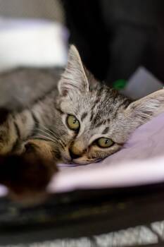 Snow Leopard -  Domestic Short Hair Cat for Adoption in Elk Grove, California - Snow Leopard | PetCurious