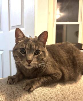 Beasty Boy -  Domestic Short Hair Cat Available for Adoption in Denver, Colorado - Beasty Boy | PetCurious