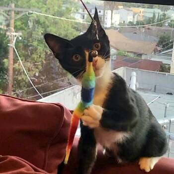Yoda -  Domestic Short Hair Cat for Adoption in Los Angeles, California - Yoda | PetCurious