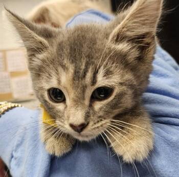 WENDY -  Domestic Short Hair Cat for Adoption in St. Louis, Missouri - WENDY | PetCurious