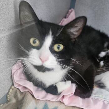 Ocean -  Domestic Short Hair Cat for Adoption in Newport, Tennessee - Ocean | PetCurious