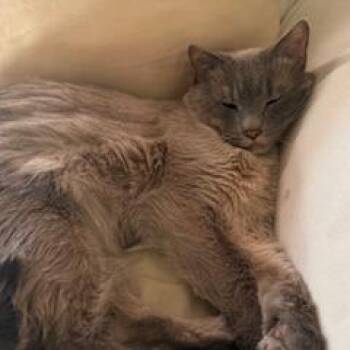 Siamese Cats Available for Adoption in Merrifield, Virginia - Fortune Rockbridge | PetCurious