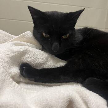 Buddy Holly -  Domestic Short Hair Cat for Adoption in Bristol, Indiana - Buddy Holly | PetCurious
