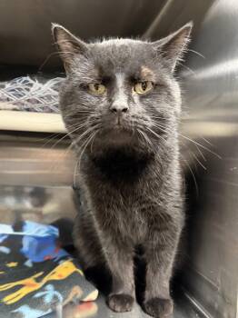 Domestic Short Hair Cats Available for Adoption - CAPONE | PetCurious