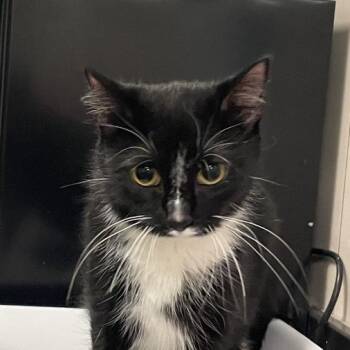 Maddie -  Domestic Short Hair Cat for Adoption in Chicago, Illinois - Maddie | PetCurious
