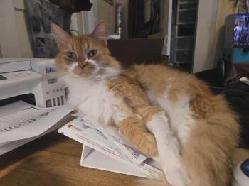 Sebastian -  Domestic Long Hair Cat Available for Adoption in Plumerville, Arkansas - Sebastian | PetCurious