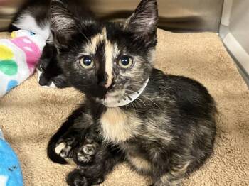 Domestic Short Hair Cats Available for Adoption in Tustin, California - NINI COCO | PetCurious