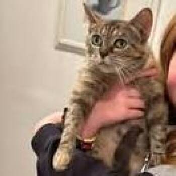 Charlie -  Domestic Short Hair Cat for Adoption in Madison, Wisconsin - Charlie | PetCurious