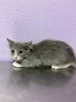 Emily Dickinson -  Domestic Long Hair Cat for Adoption in El Paso, Texas - Emily Dickinson | PetCurious