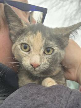 Domestic Short Hair Cats Available for Adoption - Sage | PetCurious