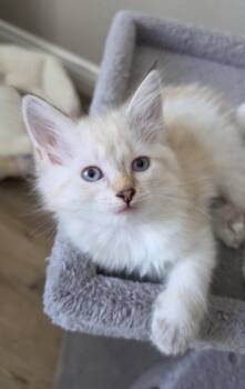 Marigold -  Siamese and Domestic Medium Hair Cat for Adoption in Campbell, California - Marigold | PetCurious