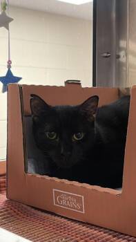 Domestic Short Hair Cats Available for Adoption - Vinnie | PetCurious