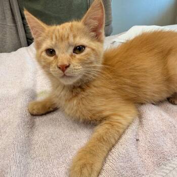 Domestic Short Hair Cats Available for Adoption in Saint Charles, Missouri - Bergamot | PetCurious