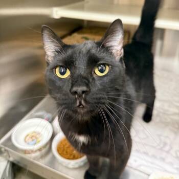 Rescue Domestic Short Hair Cats for Adoption in Reno, Nevada - Joey | PetCurious