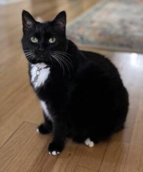Darwin -  Domestic Short Hair Cat for Adoption in Cumberland, Maine - Darwin | PetCurious