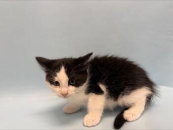 Jade -  Domestic Short Hair Cat for Adoption in Woodbury, Minnesota - Jade | PetCurious