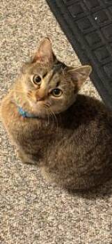 Rescue Domestic Short Hair Cats for Adoption in Winchester, Virginia - Tiger | PetCurious