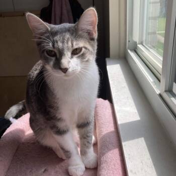 Odysseus -  Domestic Short Hair Cat for Adoption in Medina, Ohio - Odysseus | PetCurious