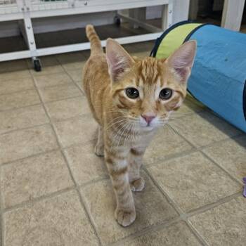 Domestic Short Hair Cats Available for Adoption - Leon Kennedy  | PetCurious