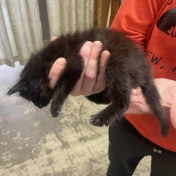 Poke -  Domestic Long Hair Cat for Adoption in Branson, Missouri - Poke | PetCurious