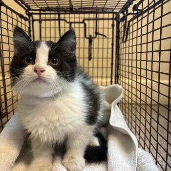 Guajillo -  Domestic Medium Hair Cat for Adoption in Pasadena, California - Guajillo | PetCurious