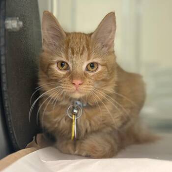 Charlie -  Domestic Short Hair Cat for Adoption in Port Washington, New York - Charlie | PetCurious