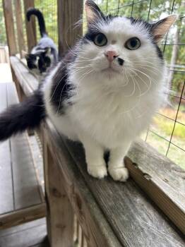 Rescue Domestic Long Hair Cats for Adoption in Morgantown, West Virginia - Annie | PetCurious