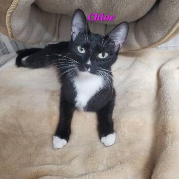 Chloe -  Domestic Short Hair Cat for Adoption in Diamond Springs, California - Chloe | PetCurious