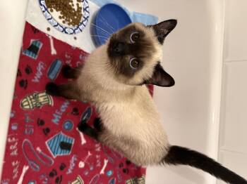Dr Frank-N-Furter -  Tonkinese Cat for Adoption in Hillsborough, North Carolina - Dr Frank-N-Furter | PetCurious