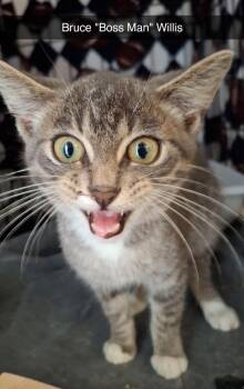 Bruce Wills -  Tabby Cat for Adoption in Wyandotte, Michigan - Bruce Wills | PetCurious