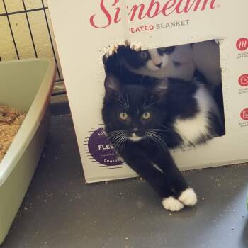 Posh Spice -  Domestic Short Hair Cat for Adoption in Colorado Springs, Colorado - Posh Spice | PetCurious