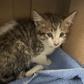 Moss -  Domestic Short Hair Cat for Adoption in Kanab, Utah - Moss | PetCurious
