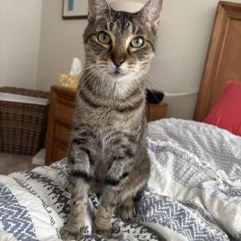 Rescue Domestic Short Hair Cats for Adoption in Ocala, Florida - Thelma | PetCurious