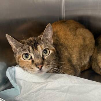 Domestic Short Hair Cats Available for Adoption in Spokane, Washington - Robyn | PetCurious