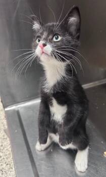 Vian -  Domestic Short Hair Cat for Adoption in Fort Lupton, Colorado - Vian | PetCurious