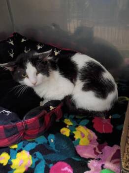 Big Poppa- FIV+ -  Domestic Short Hair Cat for Adoption in Pierceton, Indiana - Big Poppa- FIV+ | PetCurious