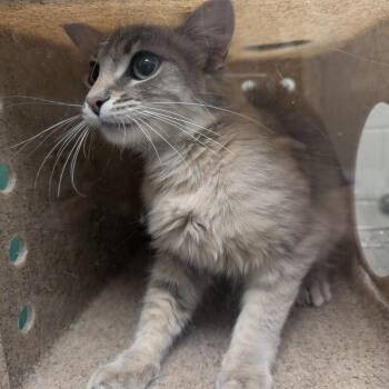 Rosemary -  Domestic Medium Hair Cat for Adoption in Reno, Nevada - Rosemary | PetCurious