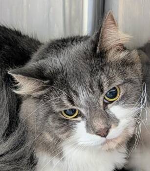 Lucky -  Domestic Long Hair and Domestic Short Hair Cat for Adoption in Bridgewater, New Jersey - Lucky | PetCurious