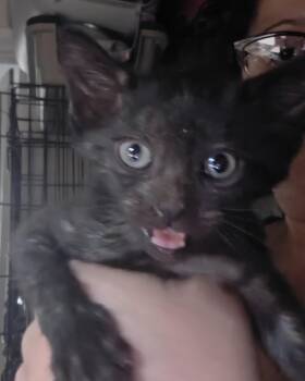 Cantata -  Domestic Short Hair Cat for Adoption in New York, New York - Cantata | PetCurious