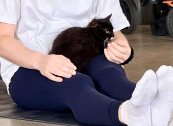 Howie -  Domestic Short Hair Cat for Adoption in New York, New York - Howie | PetCurious