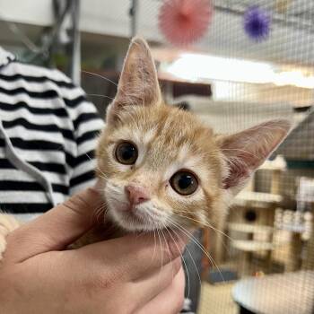 Sigma -  Domestic Short Hair Cat for Adoption in Morgan Hill, California - Sigma | PetCurious
