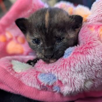 Domestic Short Hair Cats Available for Adoption - Ajra | PetCurious