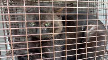 Domestic Short Hair Cats Available for Adoption in Houston, Texas - A654347 | PetCurious